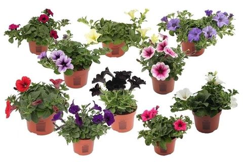 Петунія FAMOUS MIX