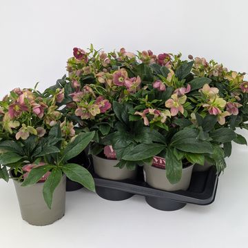 Helleborus x hybridus VIV VICTORIA
