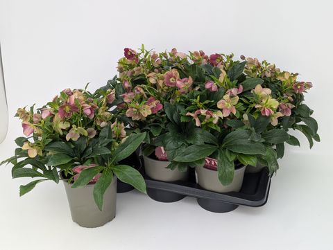 Helleborus x hybridus VIV VICTORIA