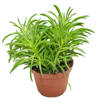 Senecio archeri 'Himalaya'