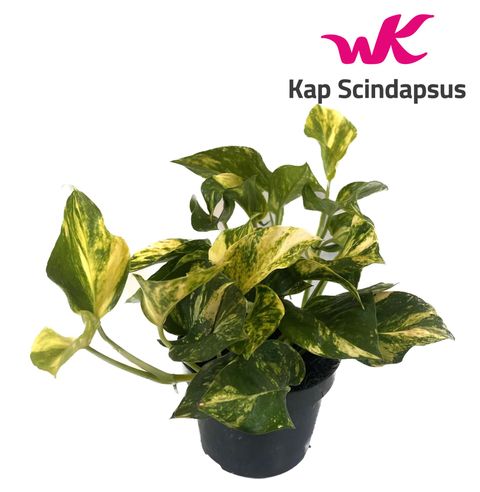 Epipremnum pinnatum 'N'Joy Gold'