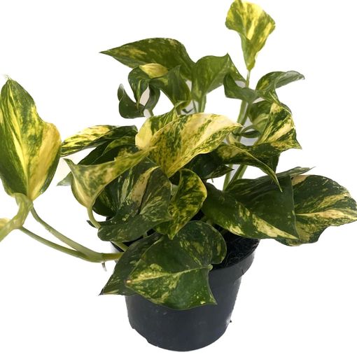 Epipremnum pinnatum 'N'Joy Gold'