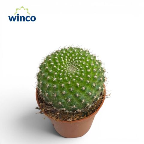 Rebutia marsoneri
