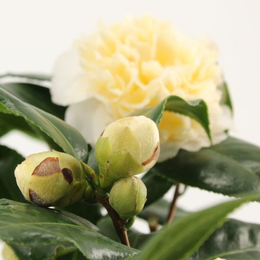 Camellia japonica MIX (Snepvangers Tuinplanten BV)