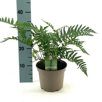 Dryopteris wallichiana