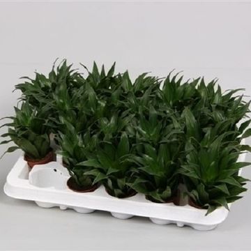 Dracaena fragrans PEQUENA