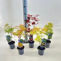 Acer palmatum MIX