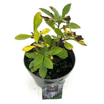 Aster x frikartii 'Mönch'