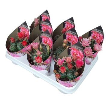 Gymnocalycium baldianum