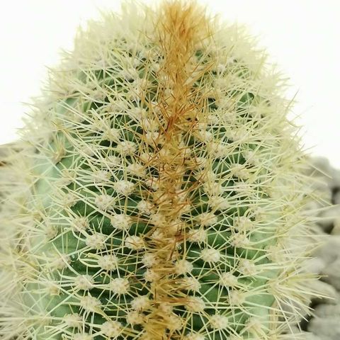 Mammillaria pringlei cristata
