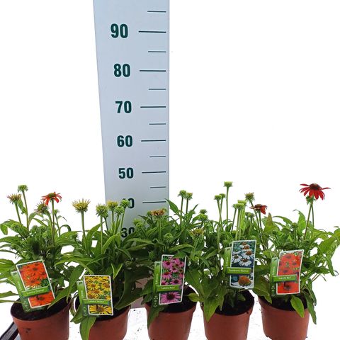 Echinacea SOMBRERO MIX