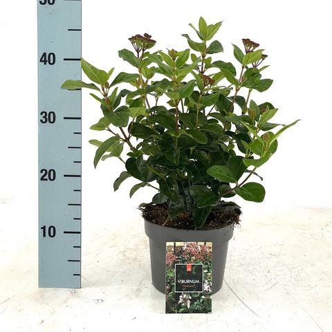 Viburnum tinus 'Lisarose'