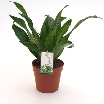 Dracaena fragrans 'Green Jewel'