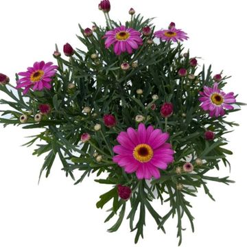 Argyranthemum frutescens DAISY CRAZY PINK