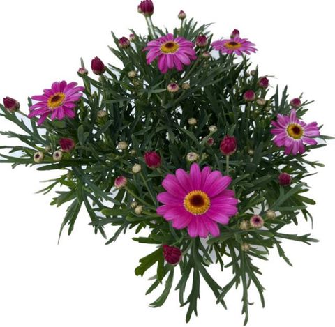 Argyranthemum frutescens DAISY CRAZY PINK