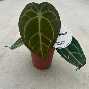 Anthurium forgetii x nigrolaminum 'Gigi'