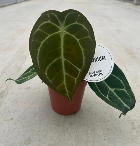 Anthurium forgetii x nigrolaminum 'Gigi'