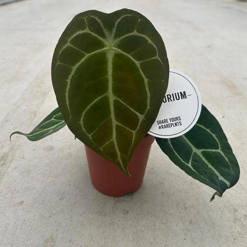 Anthurium forgetii x nigrolaminum 'Gigi'