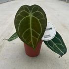 Anthurium forgetii x nigrolaminum 'Gigi'