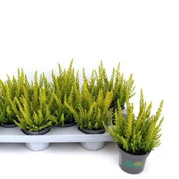 Calluna vulgaris SKYLINE MIAMI