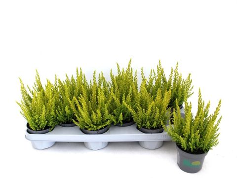 Calluna vulgaris SKYLINE MIAMI