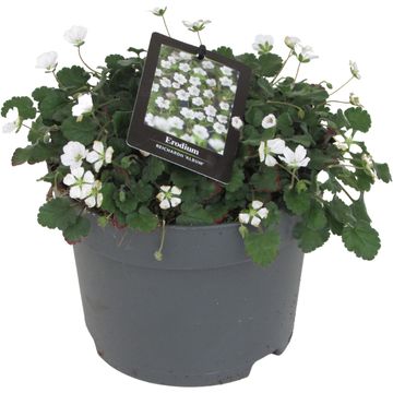 Erodium reichardii 'Album'