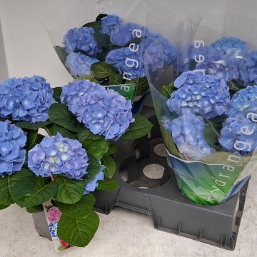 Hydrangea macrophylla EARLY BLUE