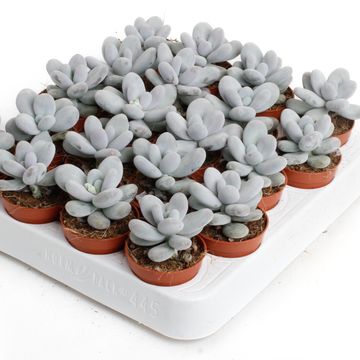 Pachyphytum oviferum