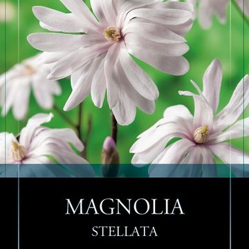 Magnolia stellata
