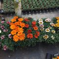 Gazania rigens NEW DAY MIX