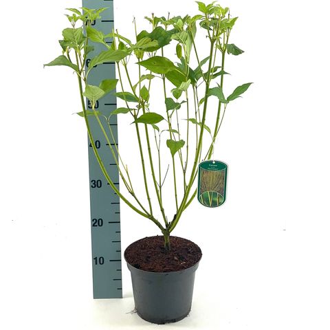 Cornus sericea 'Flaviramea'