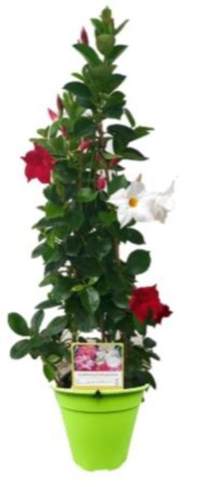 Mandevilla MIX IN POT