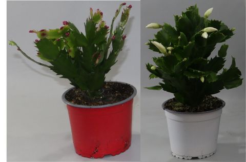 Schlumbergera MIX