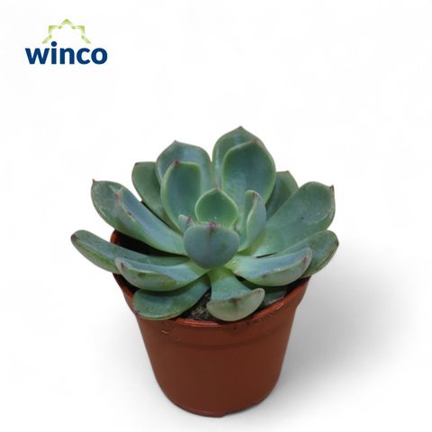 Echeveria 'Sitifukumiama'