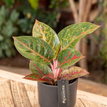 Aglaonema 'Red Sprinkles'