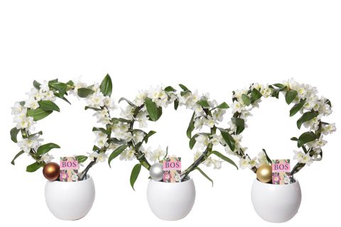 Dendrobium nobile STAR CLASS WHITE