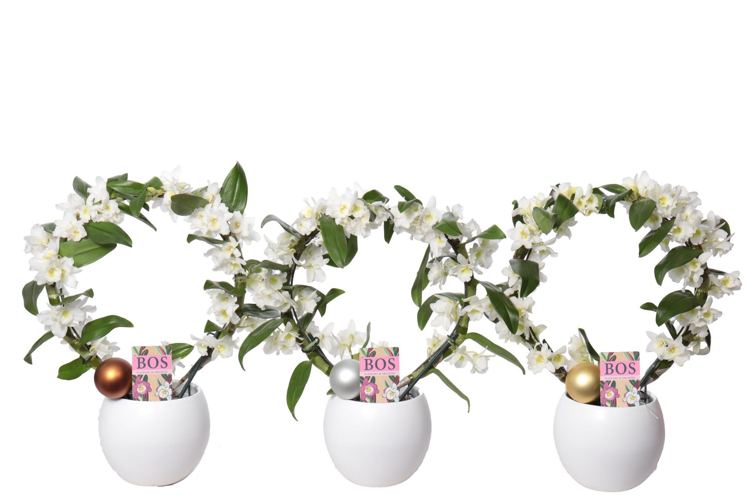 dendrobium-nobile-star-class-white-plant-wholesale-floraccess