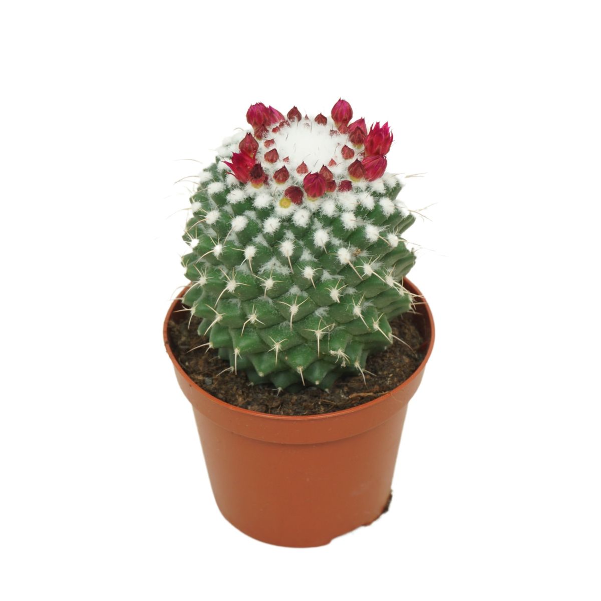 Mammillaria polythele 'Toluca'  Plant Wholesale FlorAccess