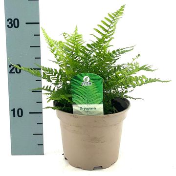 Dryopteris affinis