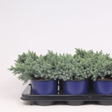 Juniperus squamata 'Blue Star'