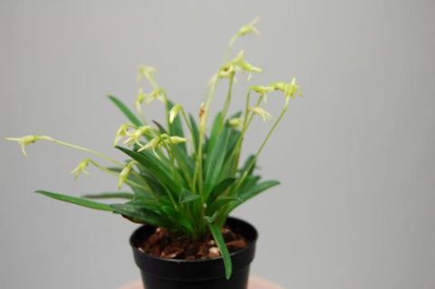 Masdevallia minuta
