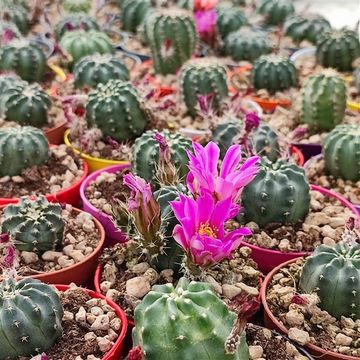 Echinocereus pulchellus