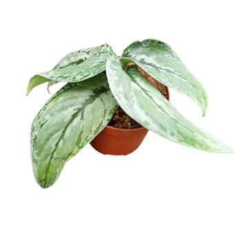 Scindapsus Sp Kalimantan