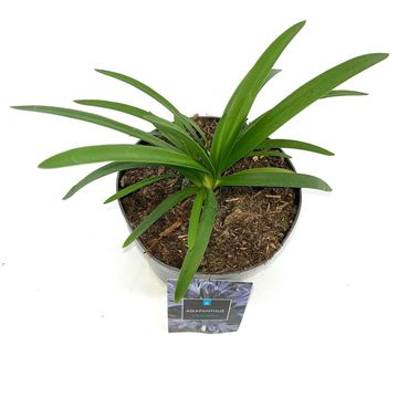 Agapanthus 'Charlotte'