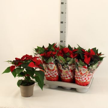 Euphorbia pulcherrima SUPERBA