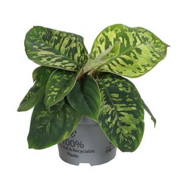 Homalomena wallisii 'Camouflage'