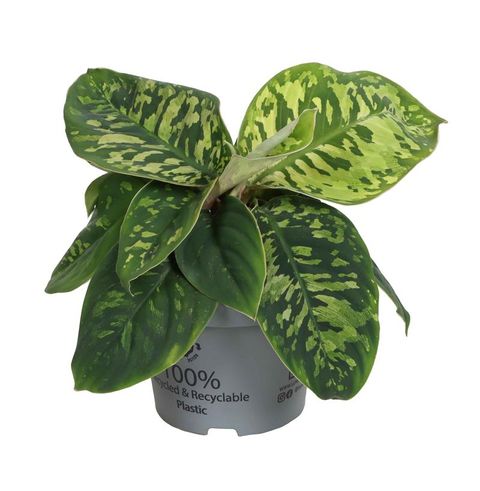 Homalomena wallisii 'Camouflage'