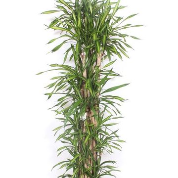 Dracaena fragrans RIKI