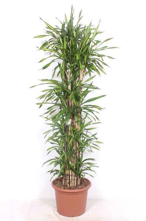 Dracaena fragrans RIKI