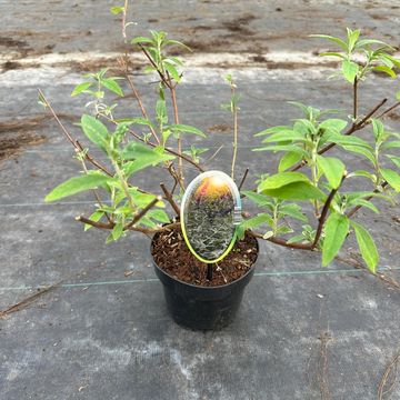 Buddleja davidii 'Блэк Найт'